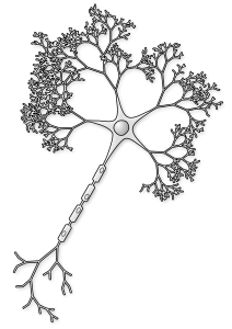 The perfect Neuron