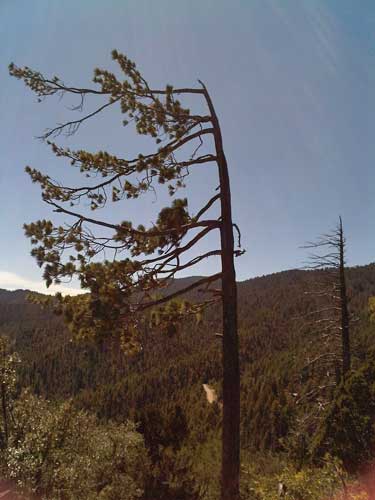 Tree in Denver on mountaintop