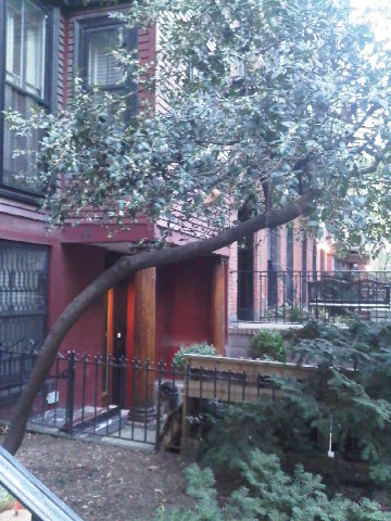 tree in New York City
